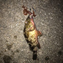 久しぶりのガシラ