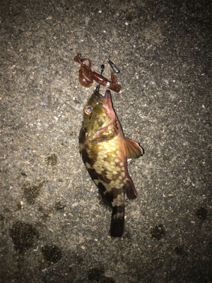 久しぶりのガシラ