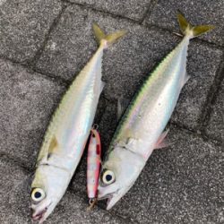 中鯖多くなり鯖無限。鯖祭りまくりw