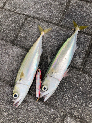 中鯖多くなり鯖無限。鯖祭りまくりw