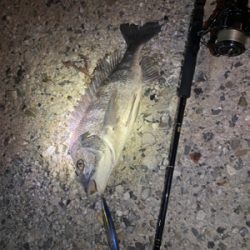 爆釣！まさかの青物