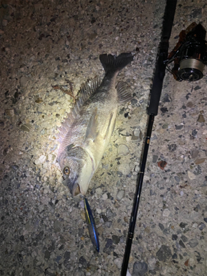 爆釣！まさかの青物