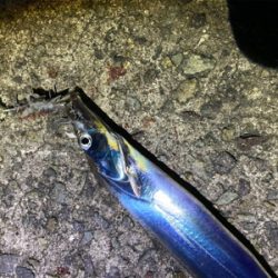 タチウオ爆釣！朝まづめはシオも？！