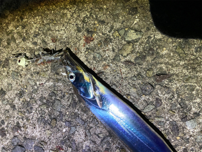 タチウオ爆釣！朝まづめはシオも？！