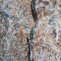 初の岸壁ジギング