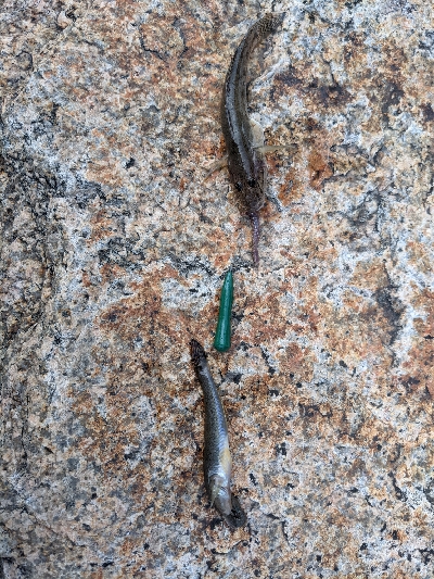 初の岸壁ジギング