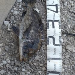 8/1釣果　紀州釣り連発しました！