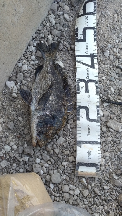 8/1釣果　紀州釣り連発しました！