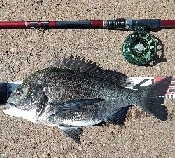 イガイやフジツボでも釣れました