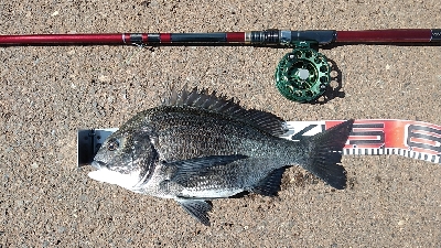 イガイやフジツボでも釣れました