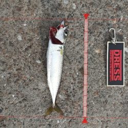 7月最終日サバ成長中