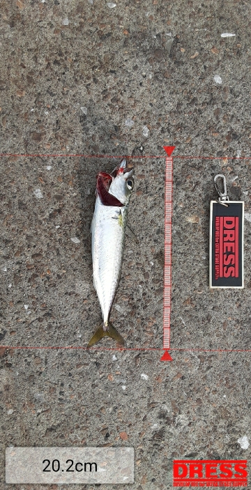 7月最終日サバ成長中