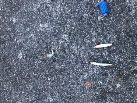 アジ少なめイワシまし人マシマシ