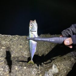 アジングのつもりが