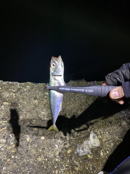 アジングのつもりが