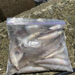 ちょい投げキス釣り