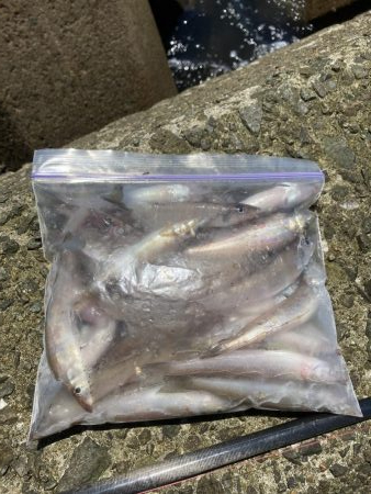 ちょい投げキス釣り