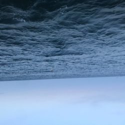 アジングで小型青物