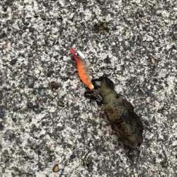 アオリイカ新子調査