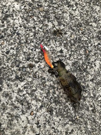 アオリイカ新子調査