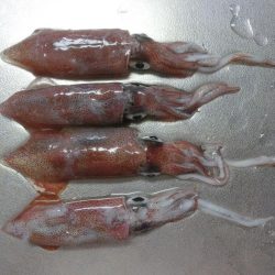 剣先調査に行ってきた