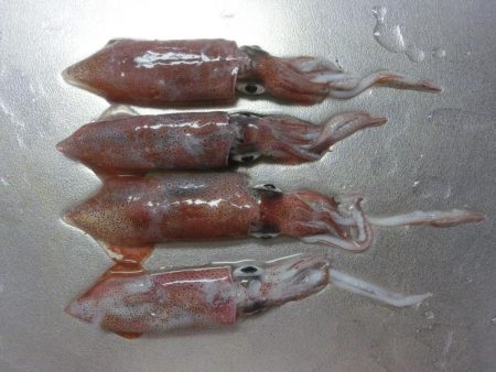 剣先調査に行ってきた