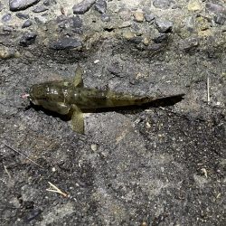 天橋立で五目釣り