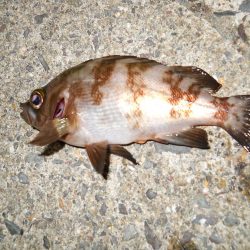 久しぶりのチヌ