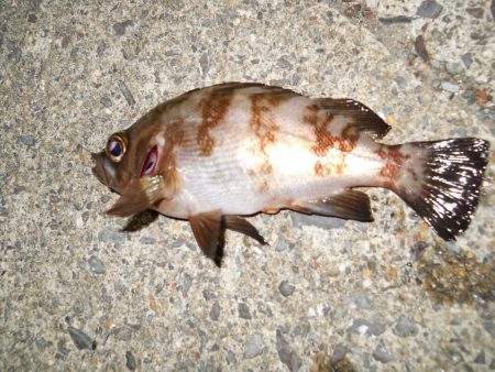 久しぶりのチヌ