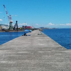 播磨新島のキス調査