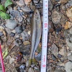 カワムツのポイント新規開拓！