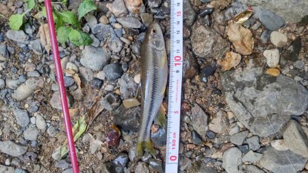 カワムツのポイント新規開拓！