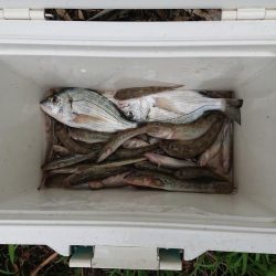 小物釣りの合間に