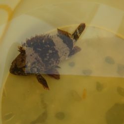 初場所で穴釣り