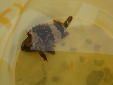 初場所で穴釣り