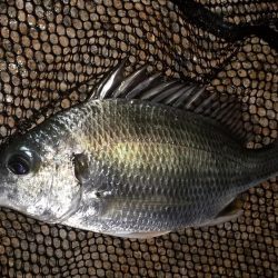 雨のやみ間に護岸際で