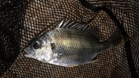 雨のやみ間に護岸際で