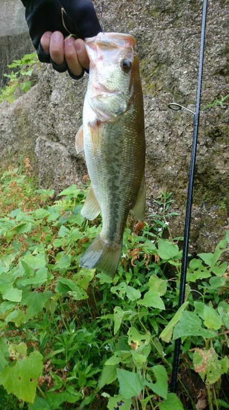 午前中の数釣り！