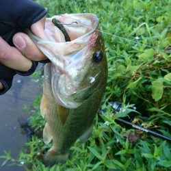おかっぱリで数釣り！！