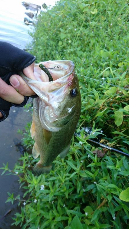 おかっぱリで数釣り！！