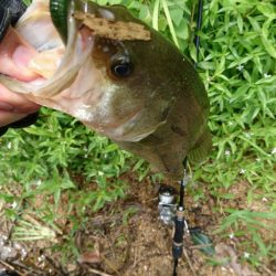 雨上がりの釣行