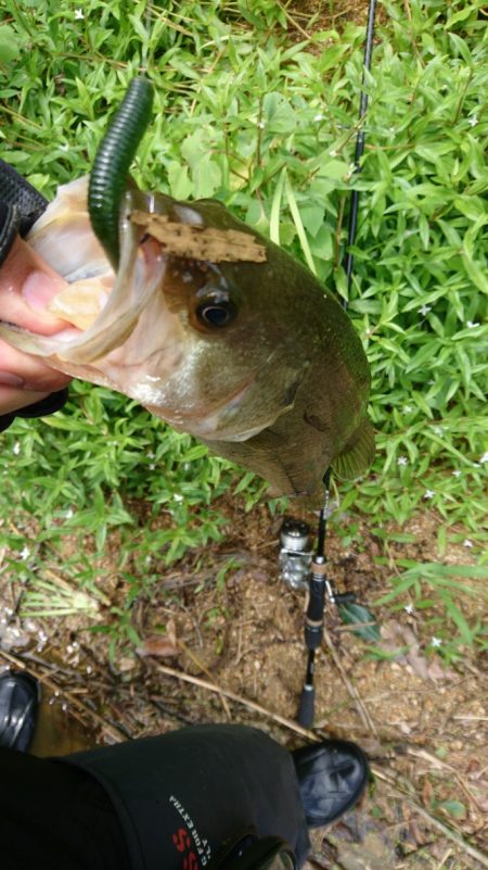 雨上がりの釣行