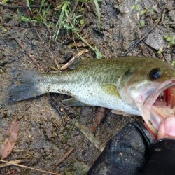 午前中のサイトフィッシング