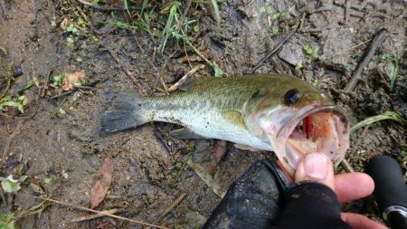 午前中のサイトフィッシング