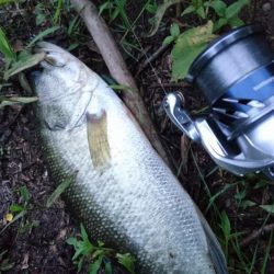 ランガンで計13匹