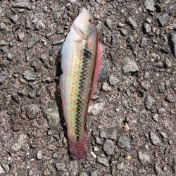 垂水一文字で探り釣りとサビキ釣り