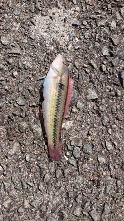 垂水一文字で探り釣りとサビキ釣り