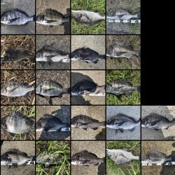 イチノ兄弟、釣果！