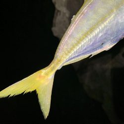 ゲキ渋フロートアジング！