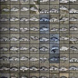 イチノ兄弟、釣果！